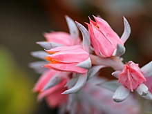 Как в тропиках: в Ботаническом саду УрО РАН из-за июльской жары бегонии покраснели и кактусы зацвели