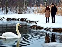 Минприроды Карелии: наблюдать за зимующими лебедями можно, но тревожить их не надо