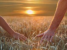 Украине придется распродать часть своих плодородных земель из-за долгов Западу