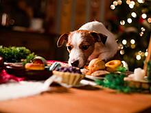 «Зоооливье»: как приготовить новогоднее и безопасное угощение для питомца