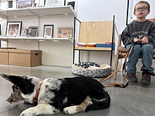 Музеи с зонами для питомцев сами определят правила посещения с животными