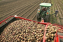 Производители ожидают снижения цен на картофель