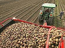 Производители ожидают снижения цен на картофель