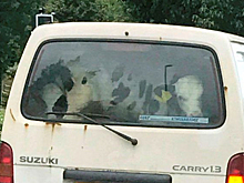 Британского фермера разыскивают за провоз коров на заднем сиденье машины