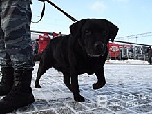 В Татарстане владельцев незарегистрированных собак будут штрафовать
