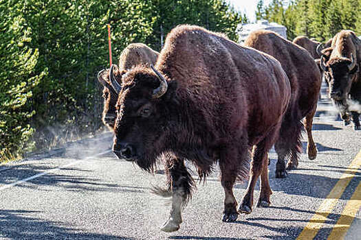 В Канаде перекрыли дороги из-за «очень агрессивных» бизонов