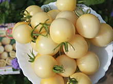 Эти белые томаты удивили своим фруктовым вкусом. Два необычных гибрида-альбиноса