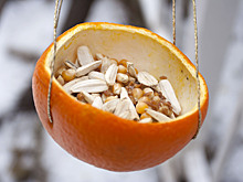 Пластиковая канистра — плохая идея. Из чего сделать кормушку для птиц