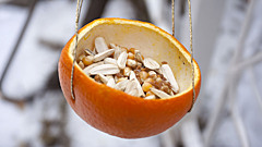 Пластиковая канистра — плохая идея. Из чего сделать кормушку для птиц