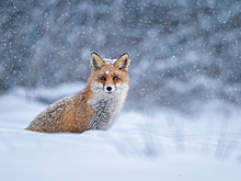 Морозы в Санкт-Петербурге выгнали диких животных из леса к людям