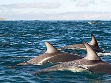 Дельфины спасли мужчину спустя 12 часов в ледяной воде