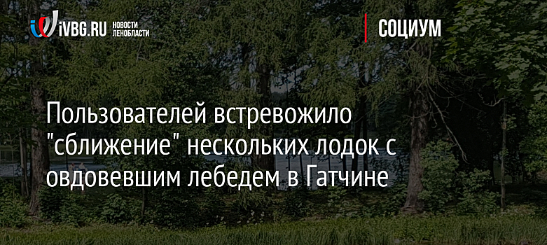 Пользователей встревожило "сближение" нескольких лодок с овдовевшим лебедем в Гатчине