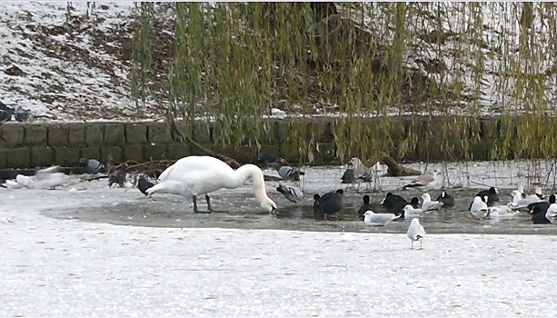 Из-за сильных морозов в Калининграде замерзают лебеди