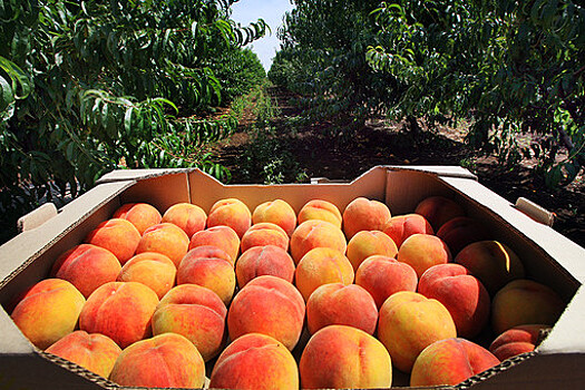 Россельхознадзор может ограничить ввоз персиков и слив из Сербии