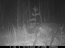 Чёрный волк-одиночка облюбовал Керженский заповедник в Нижегородской области
