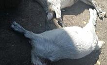 В Курской области неизвестный зверь загрыз стадо коз