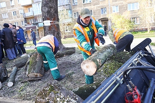 В Калининграде поваленные деревья пилят на дрова для муниципальных бань