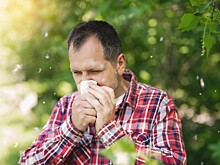 Врач рассказал, как спастись от аллергии на тополиный пух