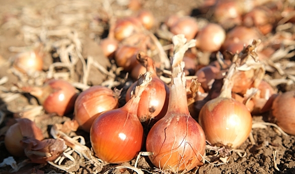 Аграрии Волгоградской области собрали более 500 тысяч тонн овощей