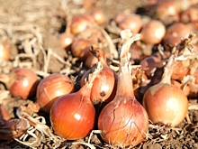 Аграрии Волгоградской области собрали более 500 тысяч тонн овощей