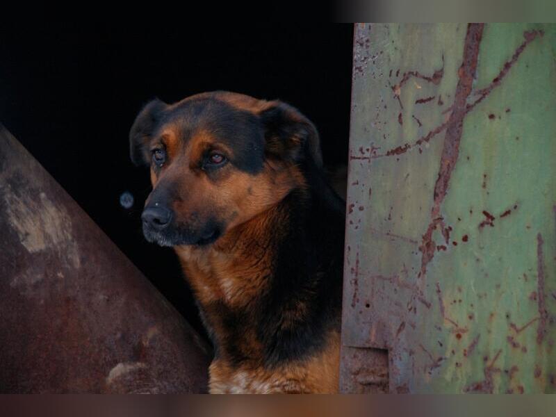 За неделю в Чите отловили более 70 собак