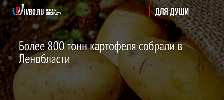 Более 800 тонн картофеля собрали в Ленобласти