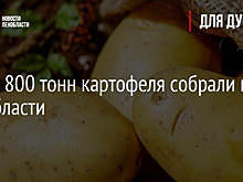 Более 800 тонн картофеля собрали в Ленобласти