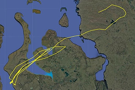 Подопытный песец сбежал от ученых с Ямала в соседний регион