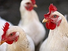 Ситуация по гриппу птиц остается напряженной