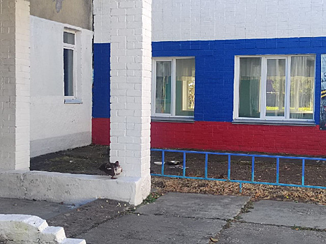 В амурском селе беспризорная индоутка поселилась на территории школы