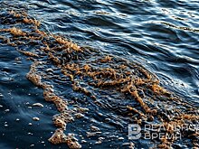 На Волге обнаружили крупный нефтяной разлив