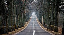 Деревья вдоль дороги защищают астматиков от приступов