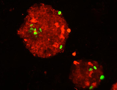 Некоторые кишечные микробы снижают риск развития диабета у мышей