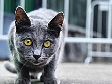 Кошки ищут дом. Москвичей приглашают на благотворительную выставку