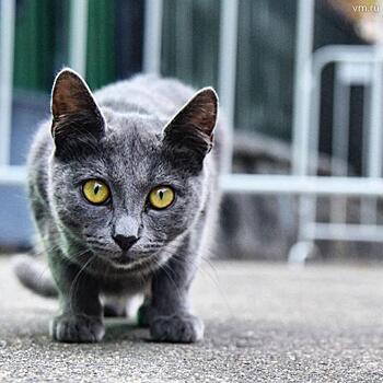 Кошки ищут дом. Москвичей приглашают на благотворительную выставку