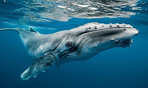 В США ученым удалось снять на видео необычную охоту горбатых китов