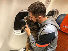 Мужчина не смог улететь из «Шереметьево» из-за слишком толстого кота