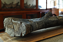 Палеонтологи по костям динозавров подтвердили, что на Чукотке в древности был более мягкий климат, чем сегодня