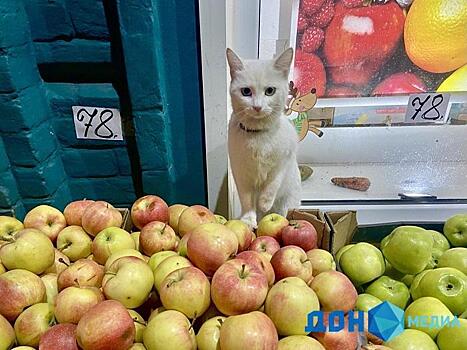 Мармелад, мусс и плюшки: что делать с осенним урожаем яблок в инфографике ИА &laquo;ДОН 24&raquo;