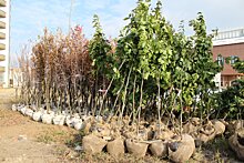 В Тамбове работники благоустройства и озеленения удаляют заражённые деревья