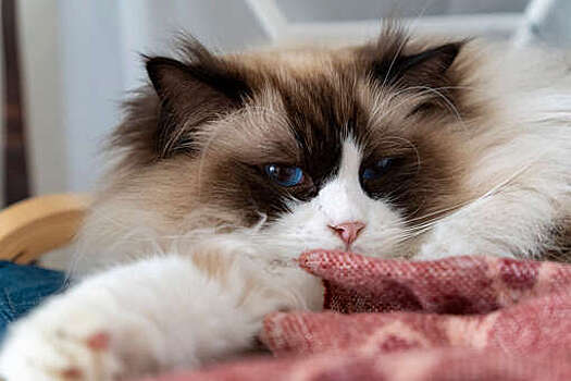 В Нефтекамске очистили квартиру женщины от 70 животных и одной вороны