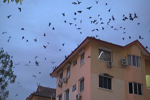 На популярном курорте забили тревогу из-за фекальных птичьих «бомбардировок»
