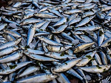 Биробиджанские продавцы кормили жителей опасной рыбой