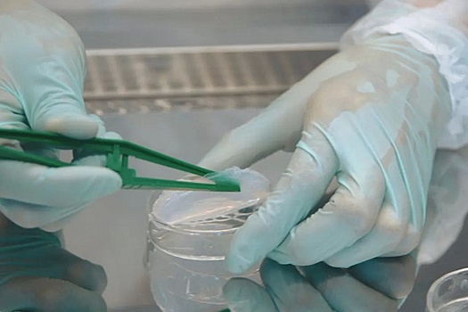 Ученые из Улан-Удэ разработали инновационный материал для лечения ожогов и ран