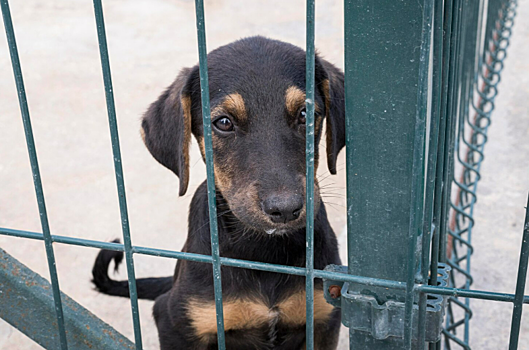 Двух владелиц подмосковного «концлагеря» для собак допросили. Новые подробности дела