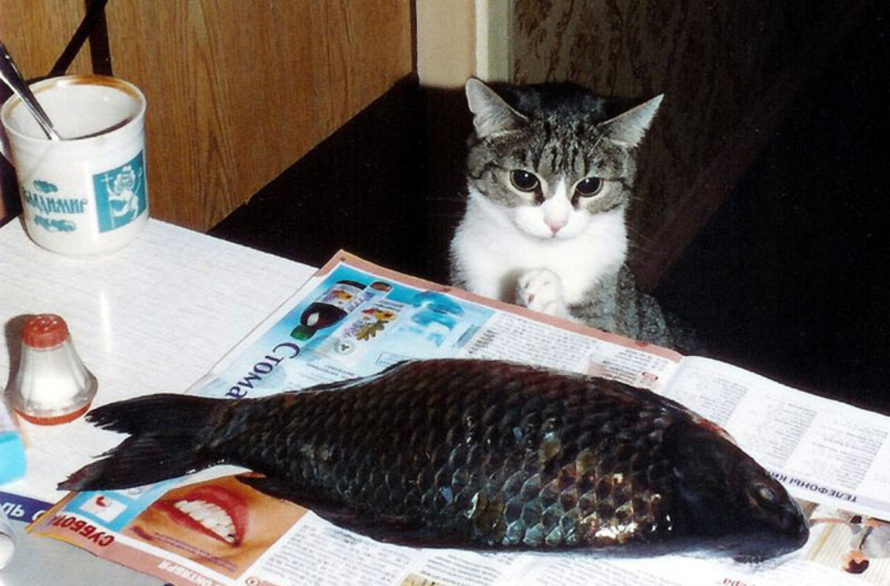 Котенок с большой рыбой