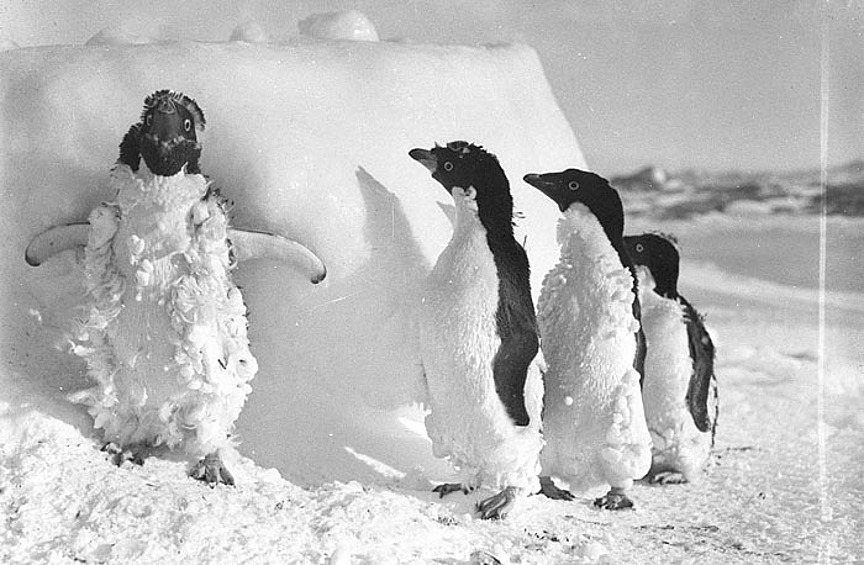 Пингвины Адели служили пищей для членов экспедиции и ездовых собак. Кроме того, полярники придумали себе развлечение: они неслышно подкрадывались к пингвинам, мирно расположившимся на скалах, и сталкивали их в океан