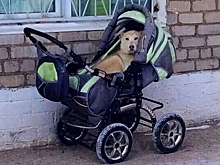 В Саратове бездомная собака запрыгнула в коляску ребенка