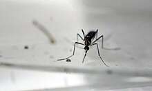 В рамках борьбы с лихорадкой Денге запущено производство модифицированных комаров
