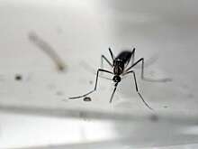 В рамках борьбы с лихорадкой Денге запущено производство модифицированных комаров